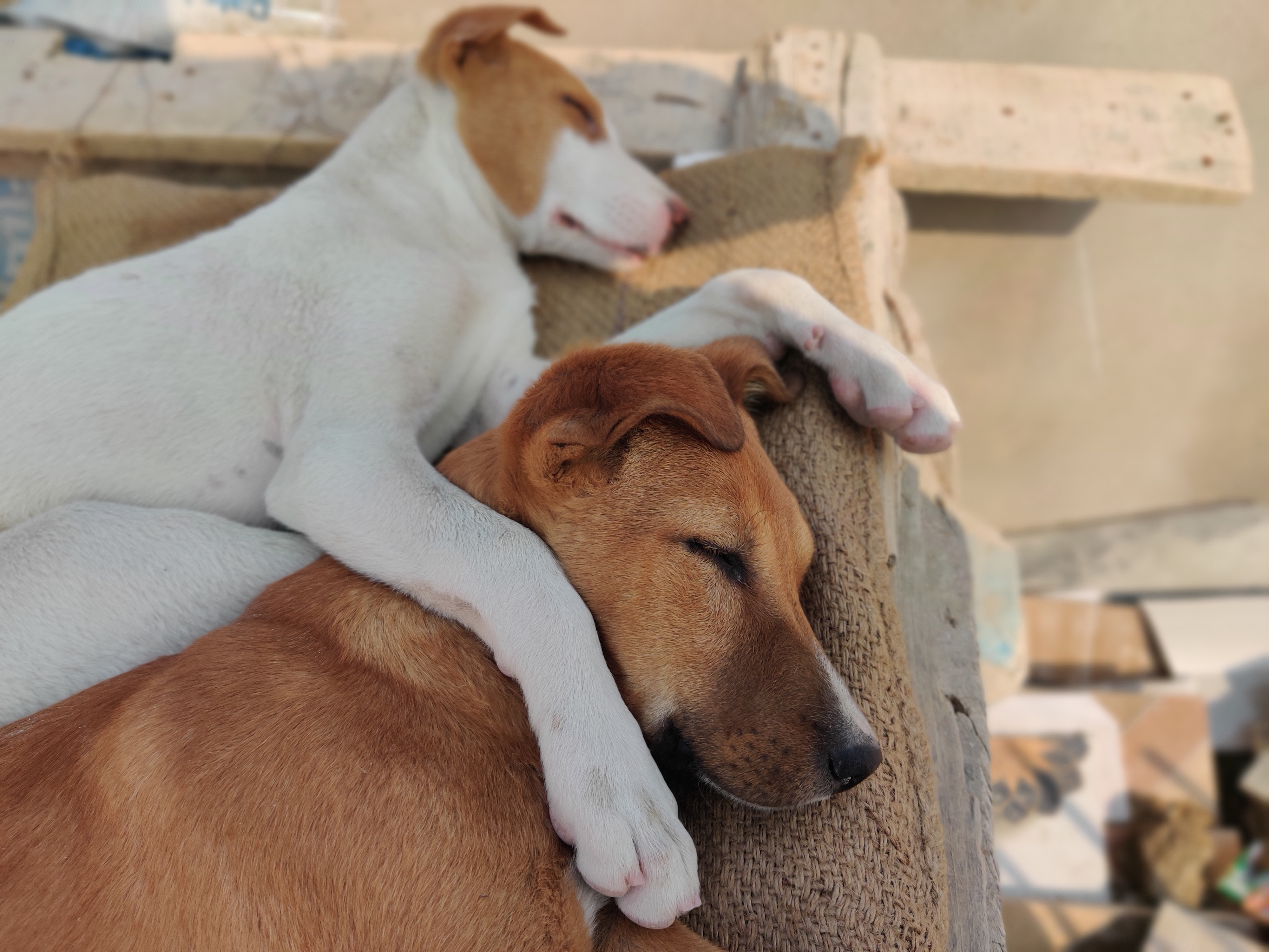 Two dogs cuddling in a relaxed sleeping position on a burlap sack. Two dogs cuddling in a relaxed sleeping position on a burlap sack.