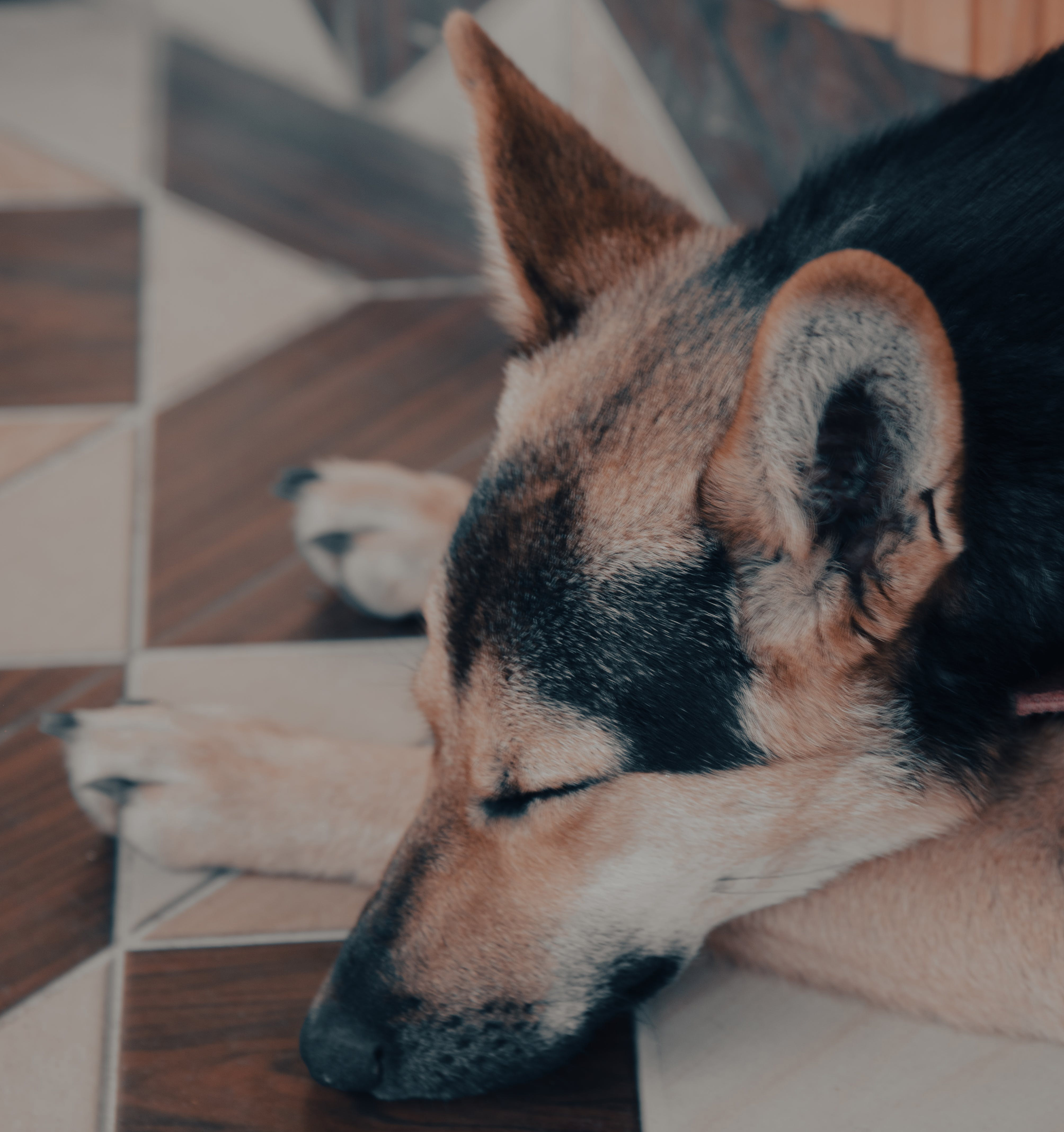 Dog sleeping on tile floor, cozy and relaxed in a common sleeping position.