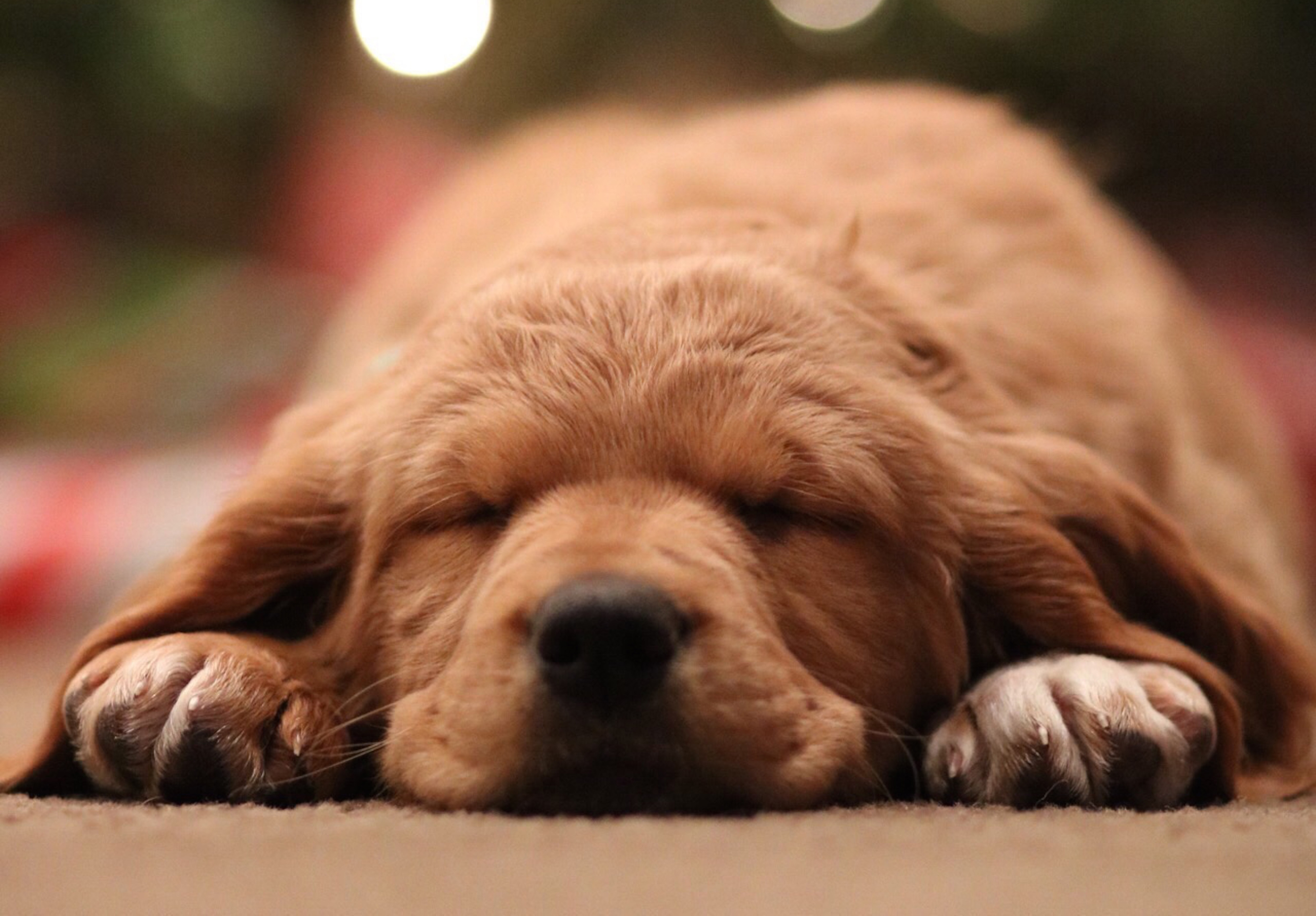 Golden retriever puppy in a common dog sleeping position, lying flat with head on paws.