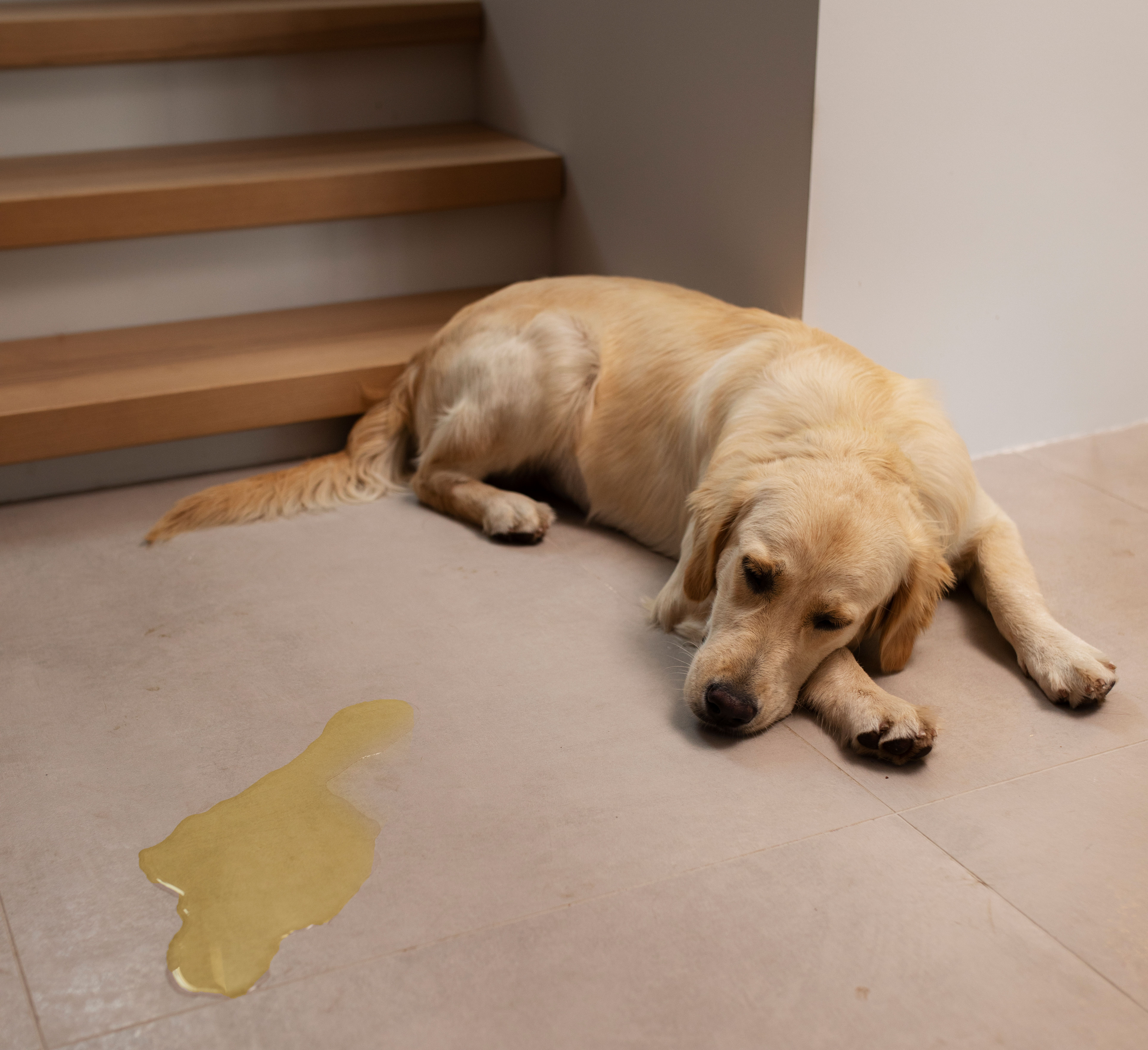 Dog lying on floor near a patch of yellow vomit, indicating a problem with throwing up bile.
