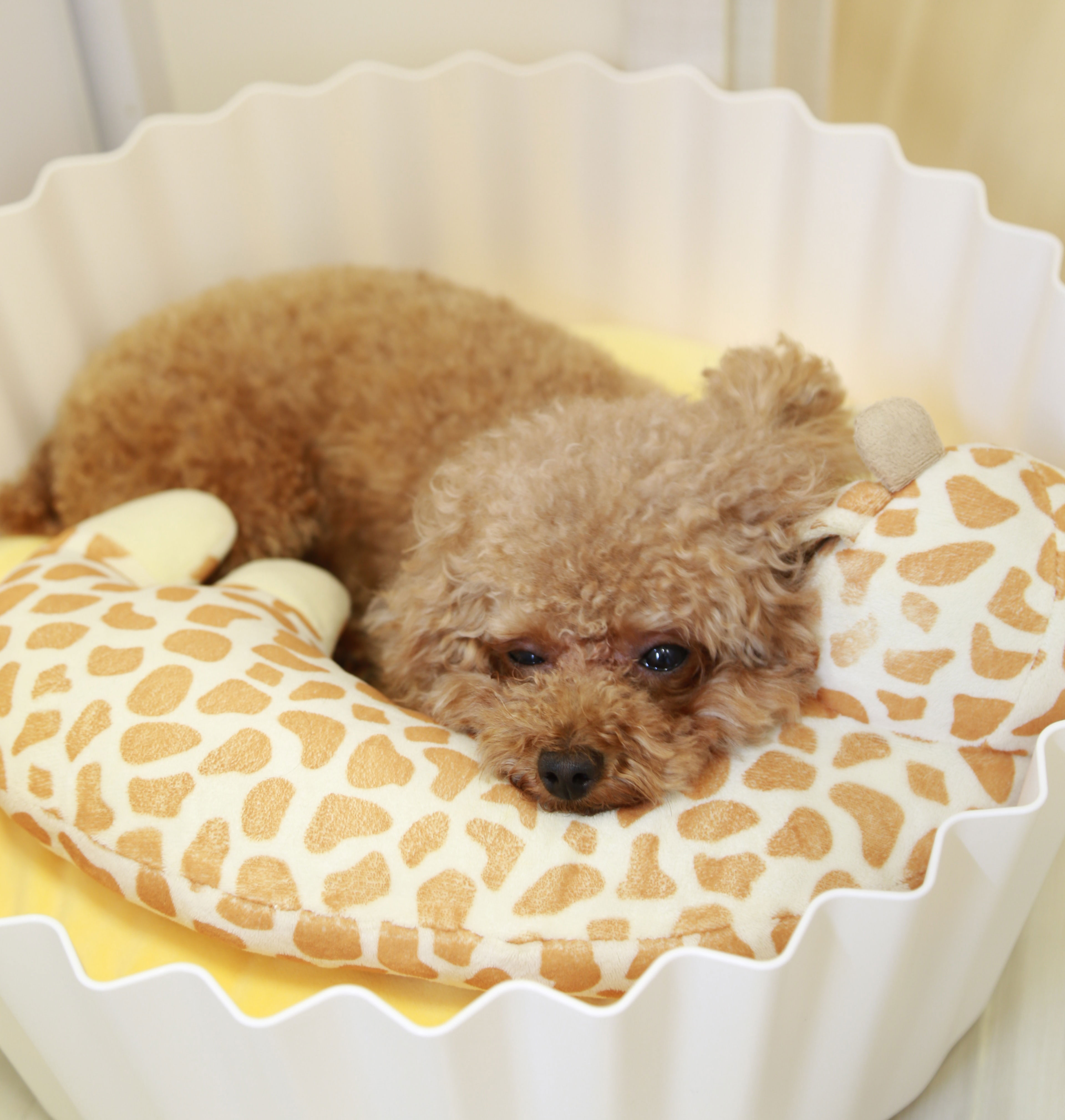 Brown poodle resting on a giraffe-patterned cushion, appearing unwell, related to dog throwing up yellow bile.