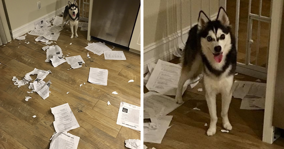 35 Divertidas y dolorosas fotos de perros destruyendo lo que se les ponga por delante