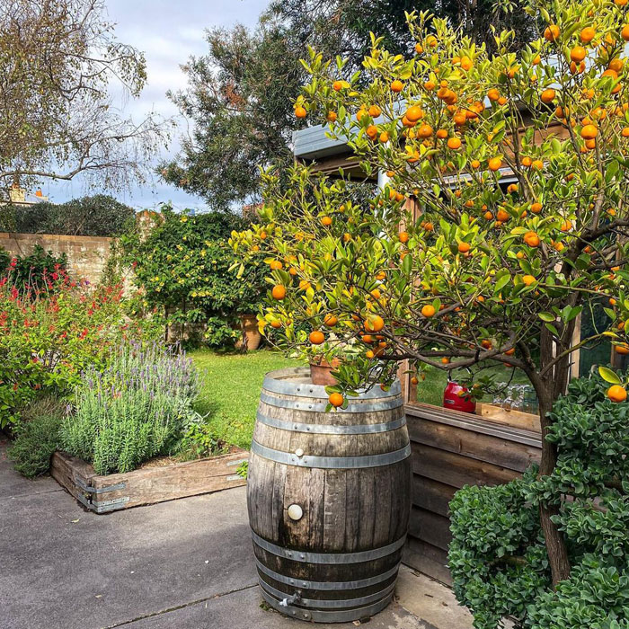 Fruit tree in front yard