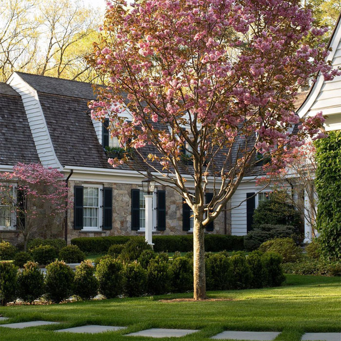 Tree with pink petals in front yard