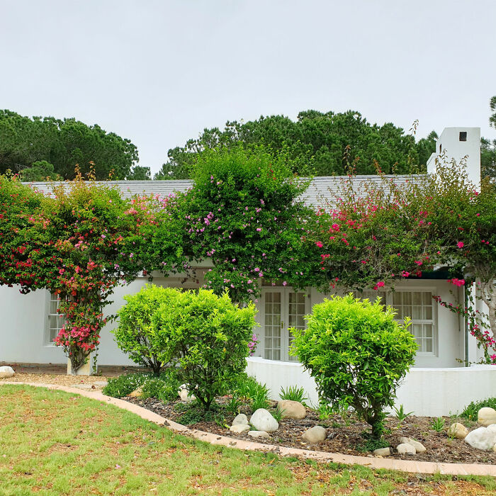 Green trees near white house during daytime