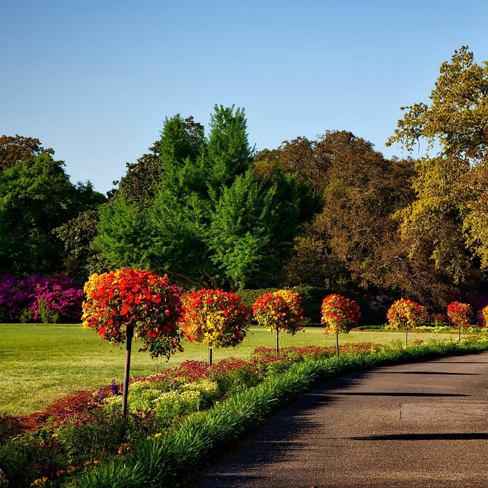 Small trees near road