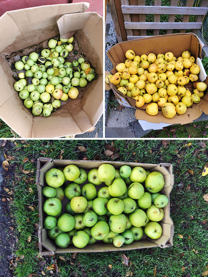 In My City, People Often Get Overwhelmed By Their Apple Trees And Leave Boxes Of Them Out By The Sidewalk