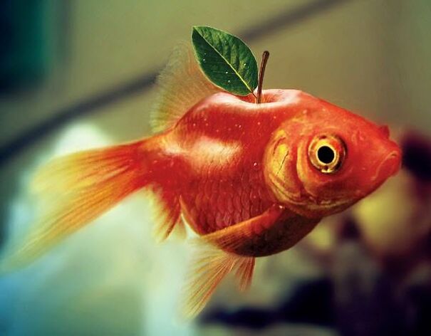 There Is Something On Yer Head