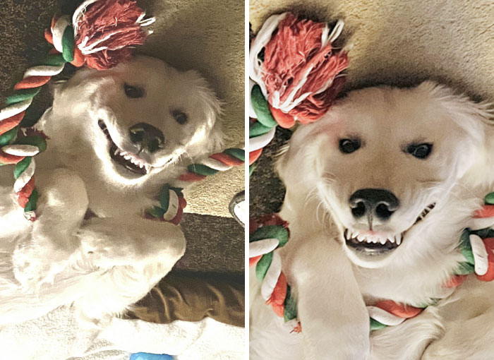 Marshall Got A New Rope For Christmas. I Think He Likes It