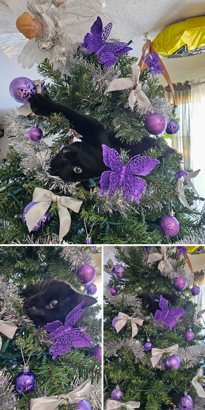 Christmas Tree Has Been Up For Less Than 24 Hours. Half The Ornaments Are Already Knocked Off And The Angel Doesn't Stand A Chance