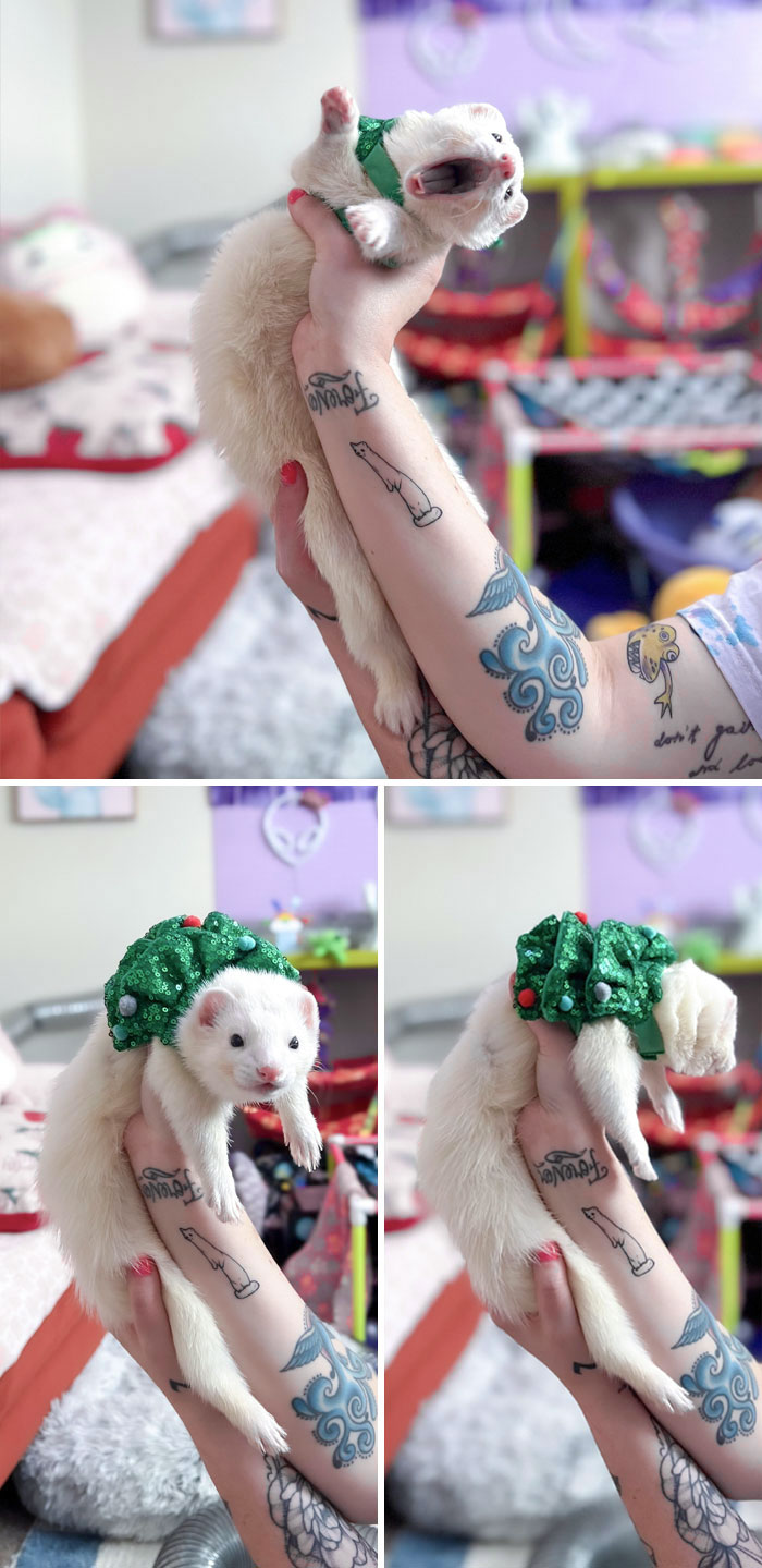 Oh, Christmas Tree, Ohhhh, Christmas Tree. How Ricky Hates To Wear Thee