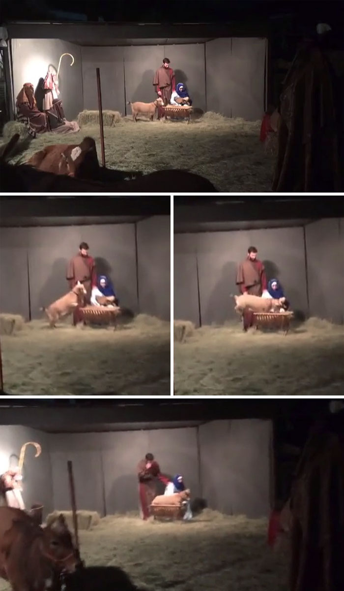 Goat Ruins Christmas