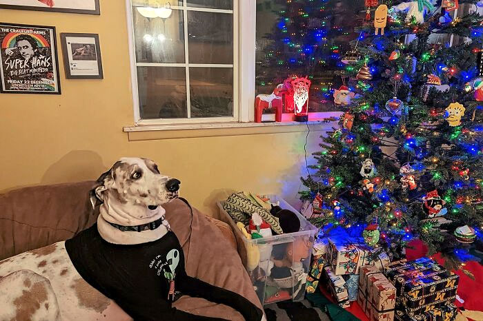 Super Hans Is Not Too Sure About The Christmas Tree