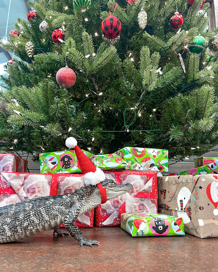 Allon Is Wondering Which Present Has His Name On It. He Deserves All The Treats