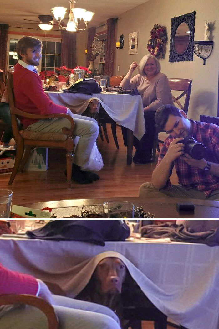 No One Is More Awkward Than My Dog At A Christmas Party