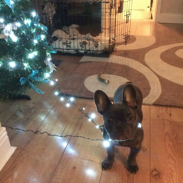 Christmas Puppy Problems