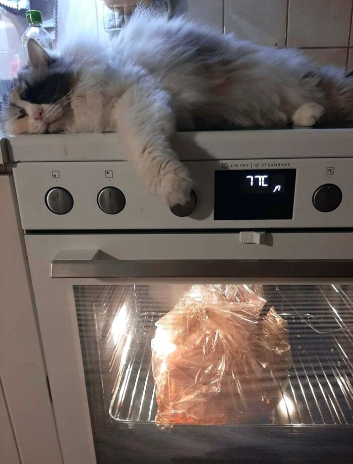 Guardian Of The Christmas Ham