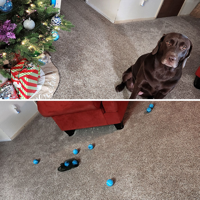 She Found And Opened Her Own Present While We Were Gone Without Disturbing Any Other Presents. I Don't Know If That Makes Her Naughty Or Nice