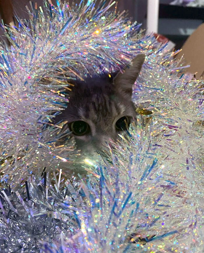 Merry Christmas From Bob