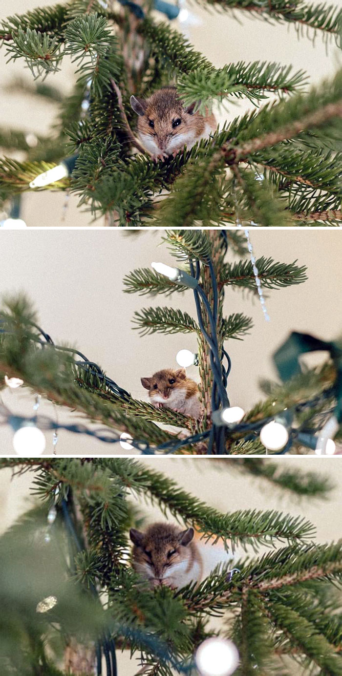 Not A Creature Was Stirring, All Through The House - Except For This Mouse Living In Our Christmas Tree, Apparently