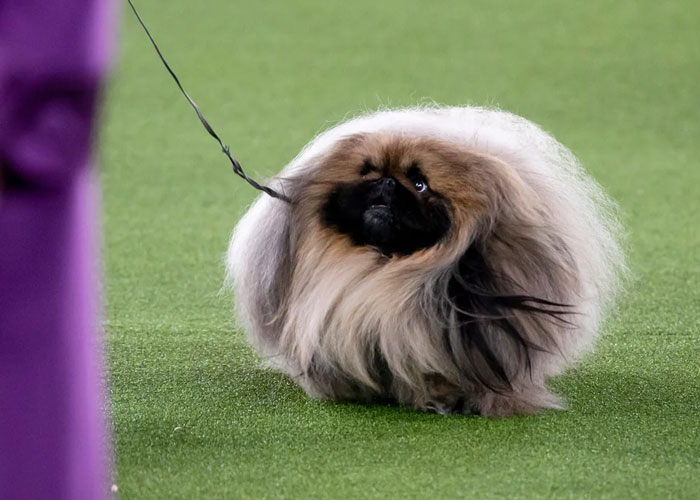 Wasabi, perro pekinés
