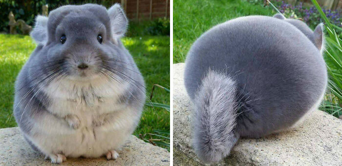 Chinchilla