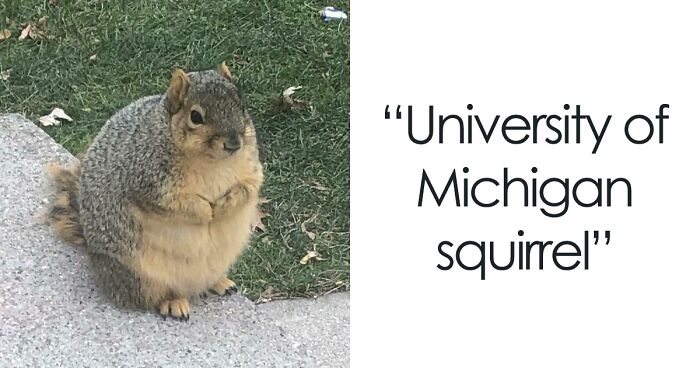 50 Of The Roundest Animals To Make Your Heart Flutter