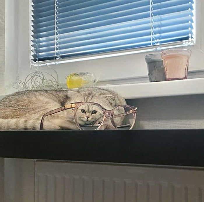 Cat Glasses