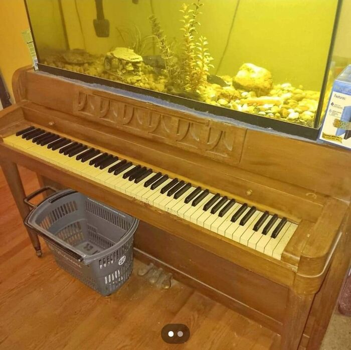 Fishies In Predicaments