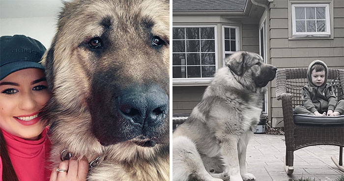 This Family From Boston Shares What It’s Like To Live With A Rare Bear-Like Guardian Dog