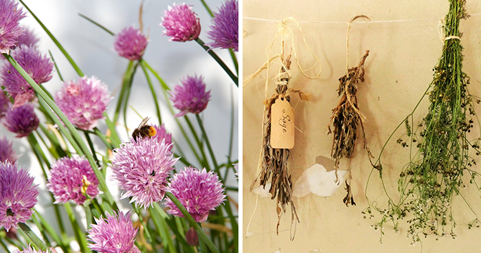 20 Best Herbs To Grow At Home (Even If You’re A Total Beginner)