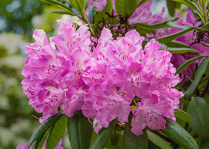 “What’s A Word That Someone Horribly Mispronounced That You Still Remember?” (30 Answers)