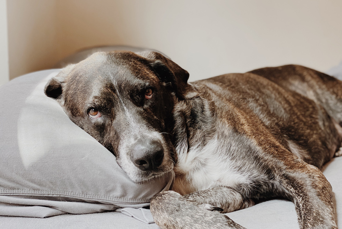 Dog lying on a pillow, resting with a calm expression, illustrating concept of dog age in human years.