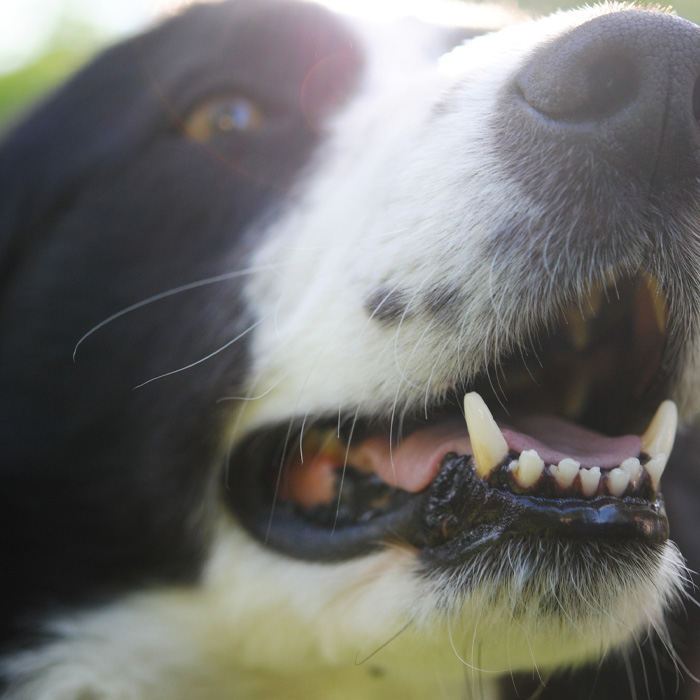 Close-up of a dog's mouth, teeth visible, hinting at dog age calculation in human years.