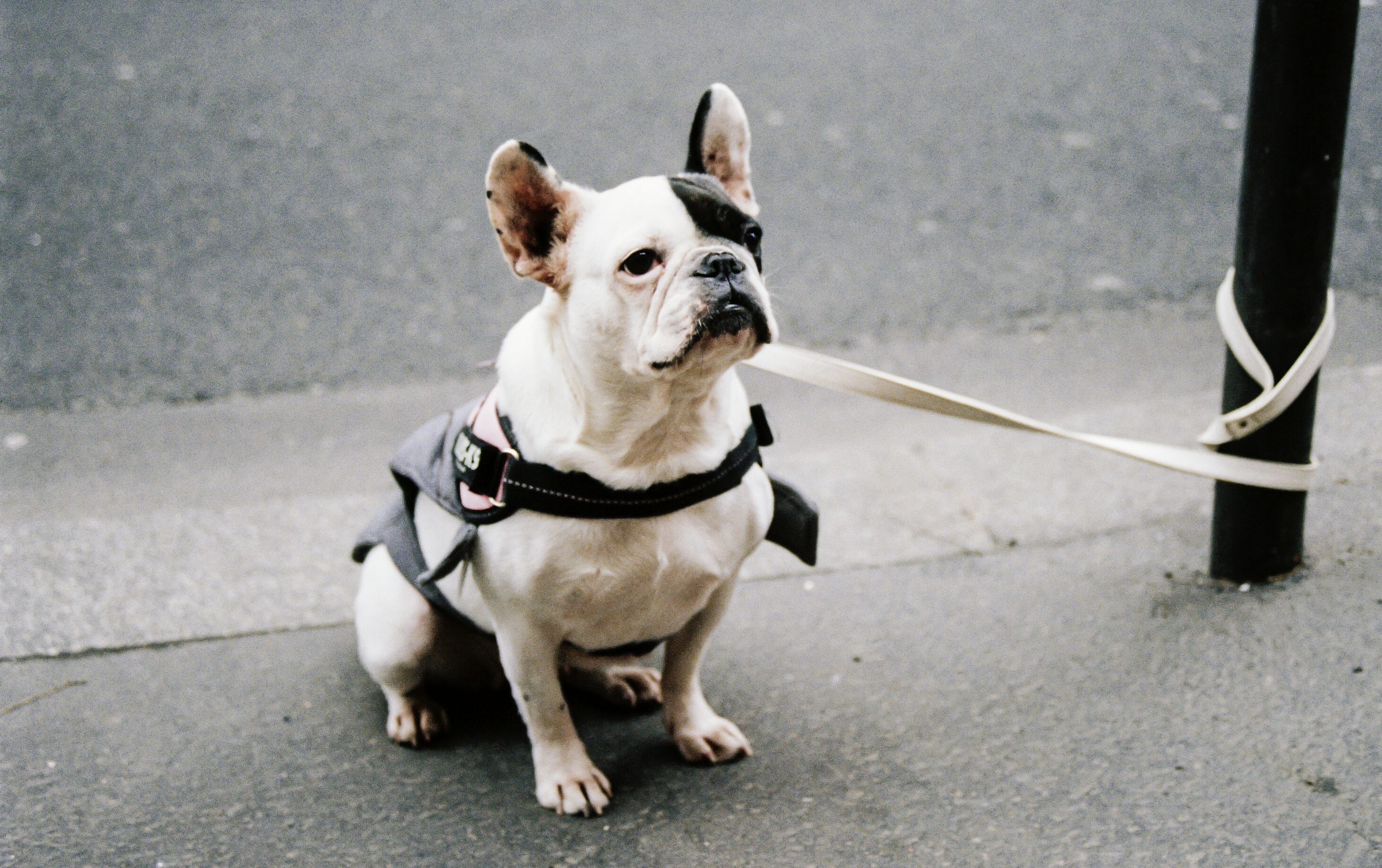 French bulldog on a leash, sitting on a sidewalk, illustrating dogs' sense of time.