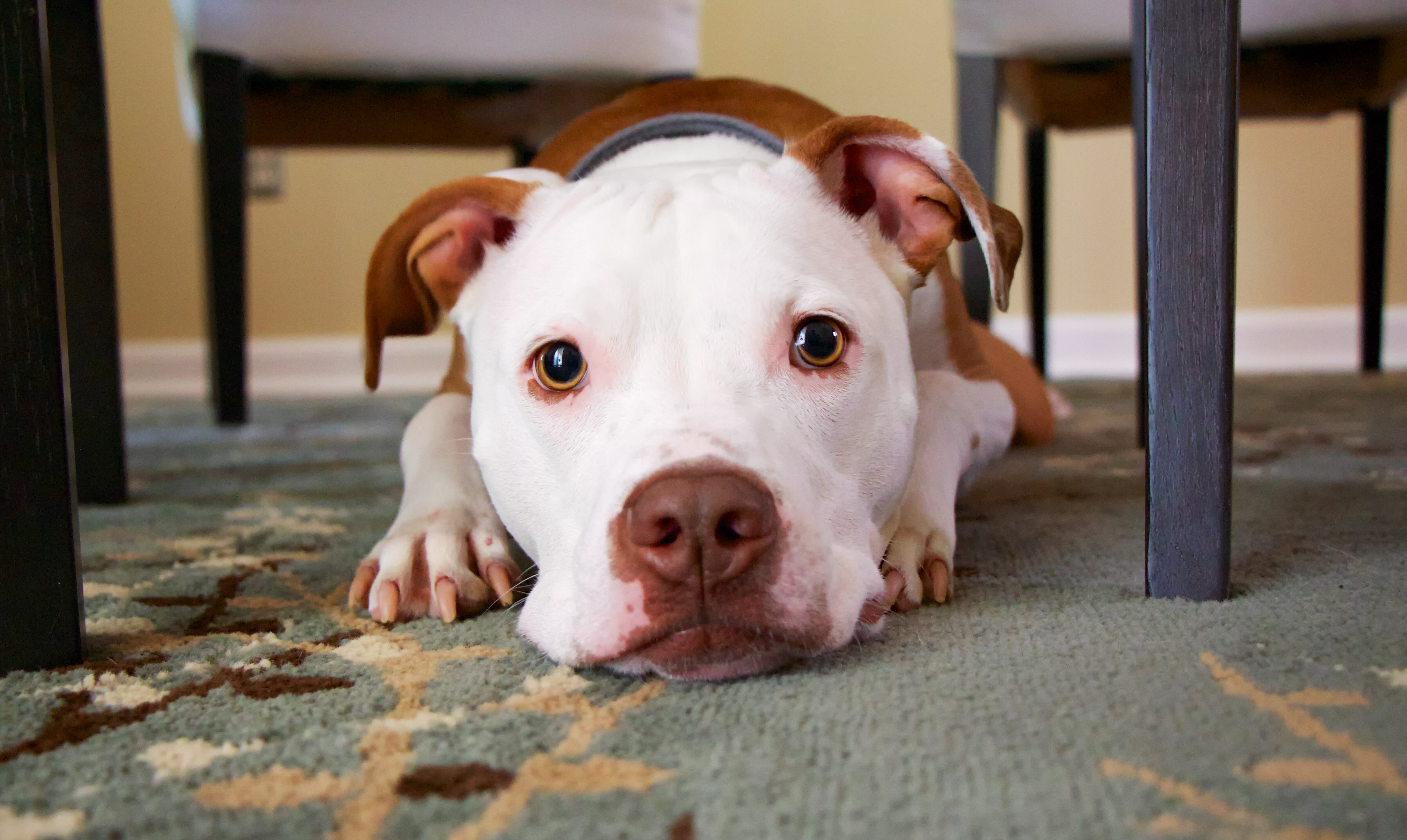 Dog lying on a rug between chairs; exploring canine perception and sense of time.