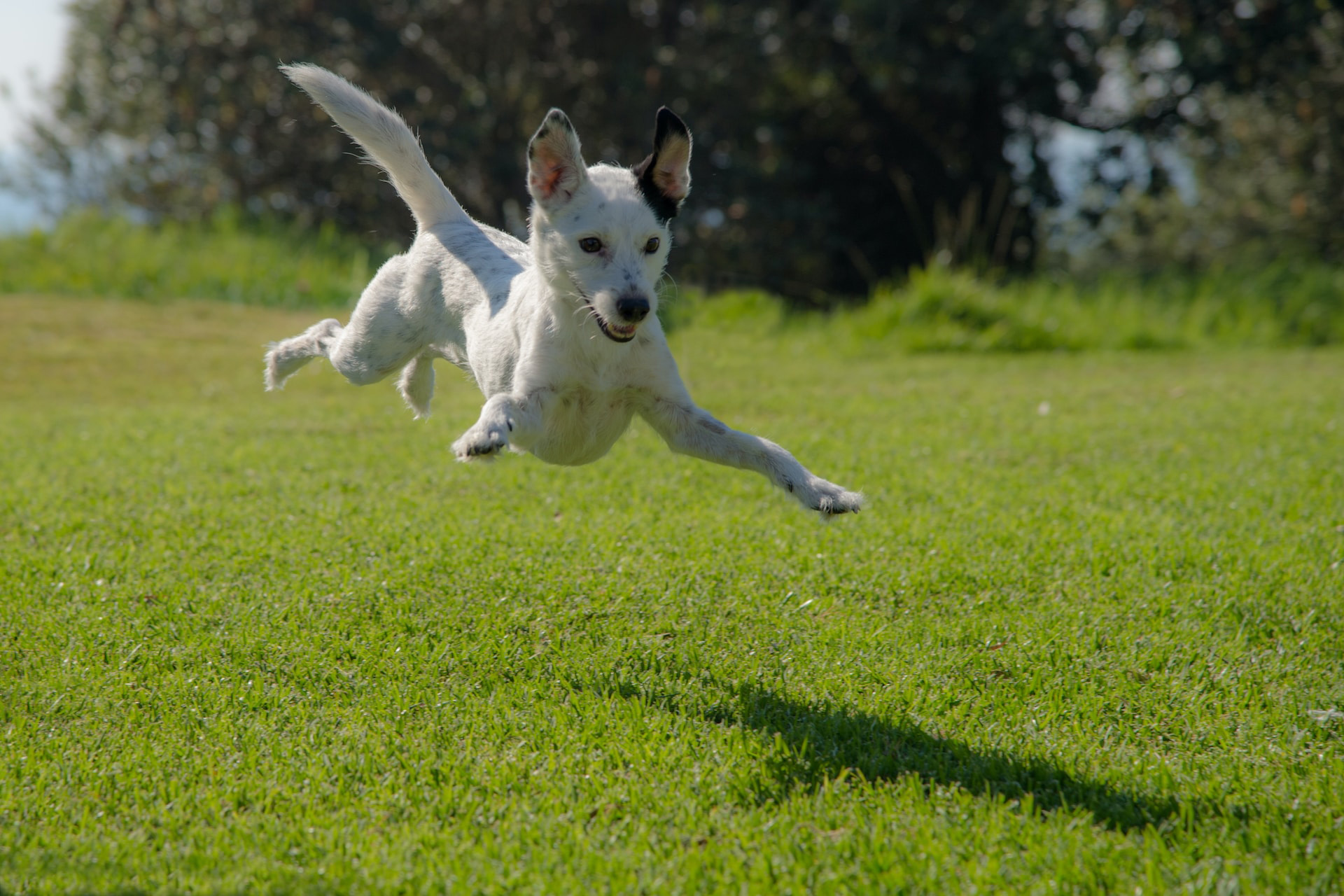 A hyper dog leaping energetically across a grassy field.
