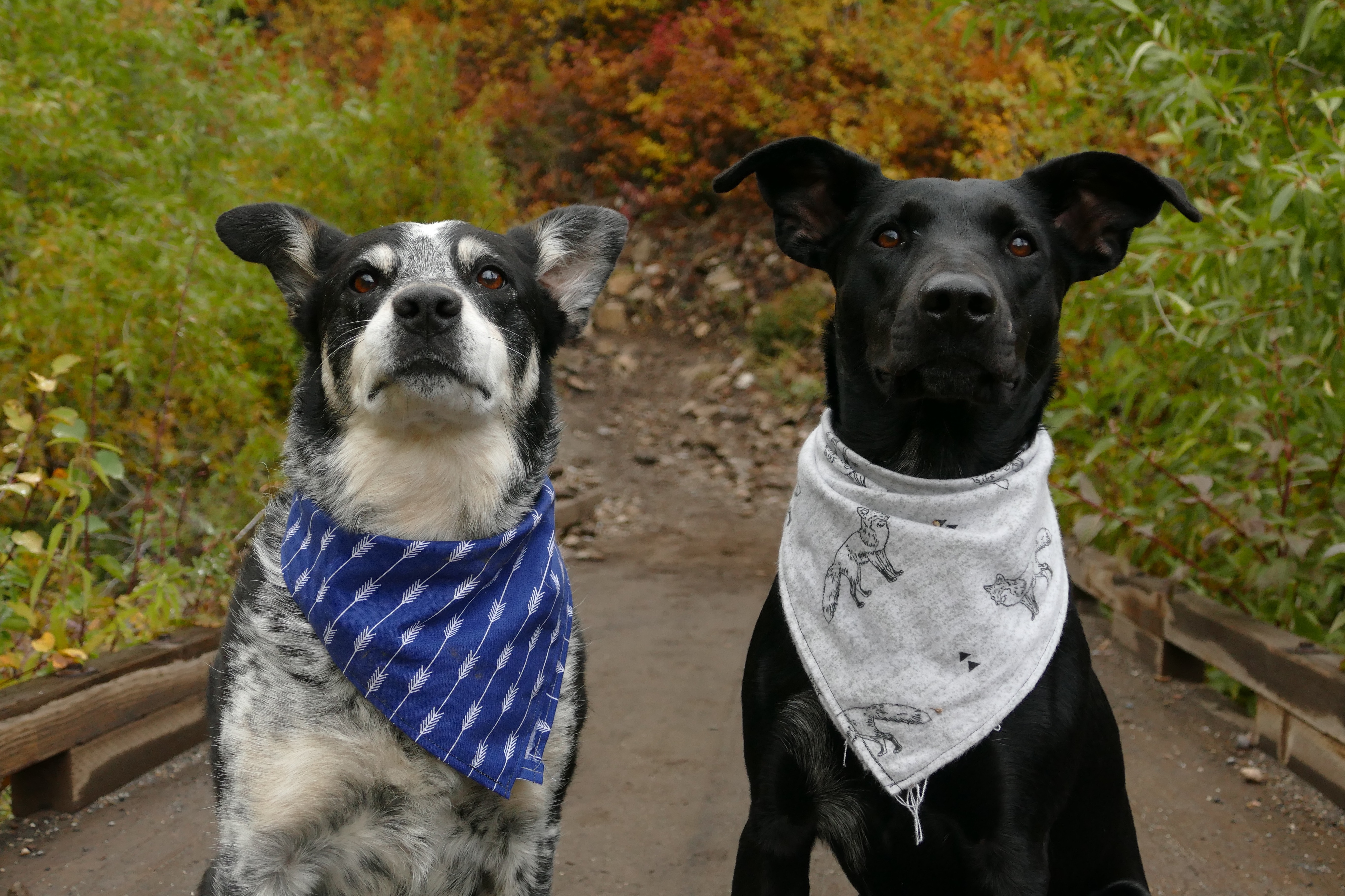 Two dogs wearing bandanas sitting together on a path, surrounded by greenery, symbolizing introducing a new dog.
