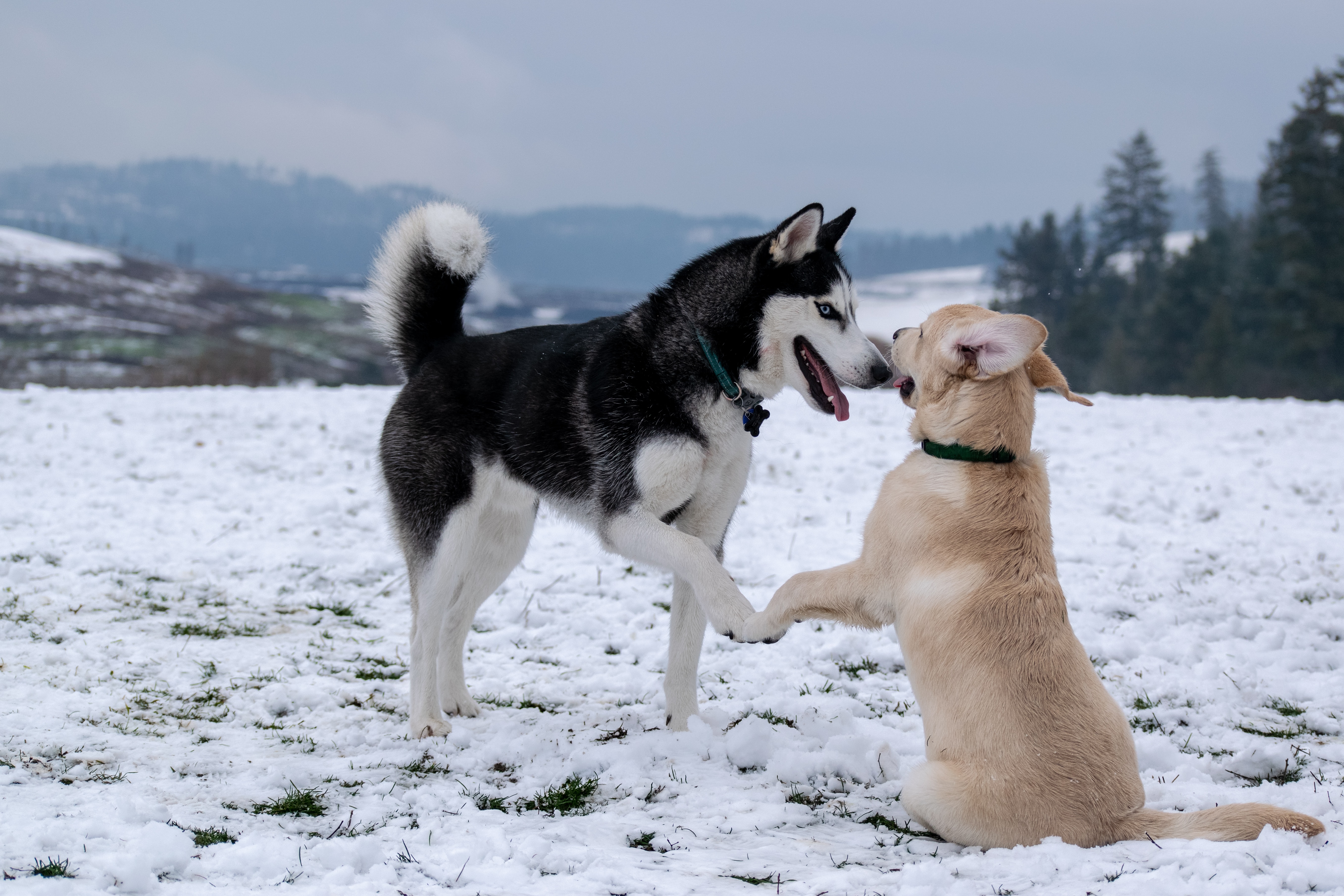 Two dogs playing in the snow, demonstrating ways to help two dogs get along.