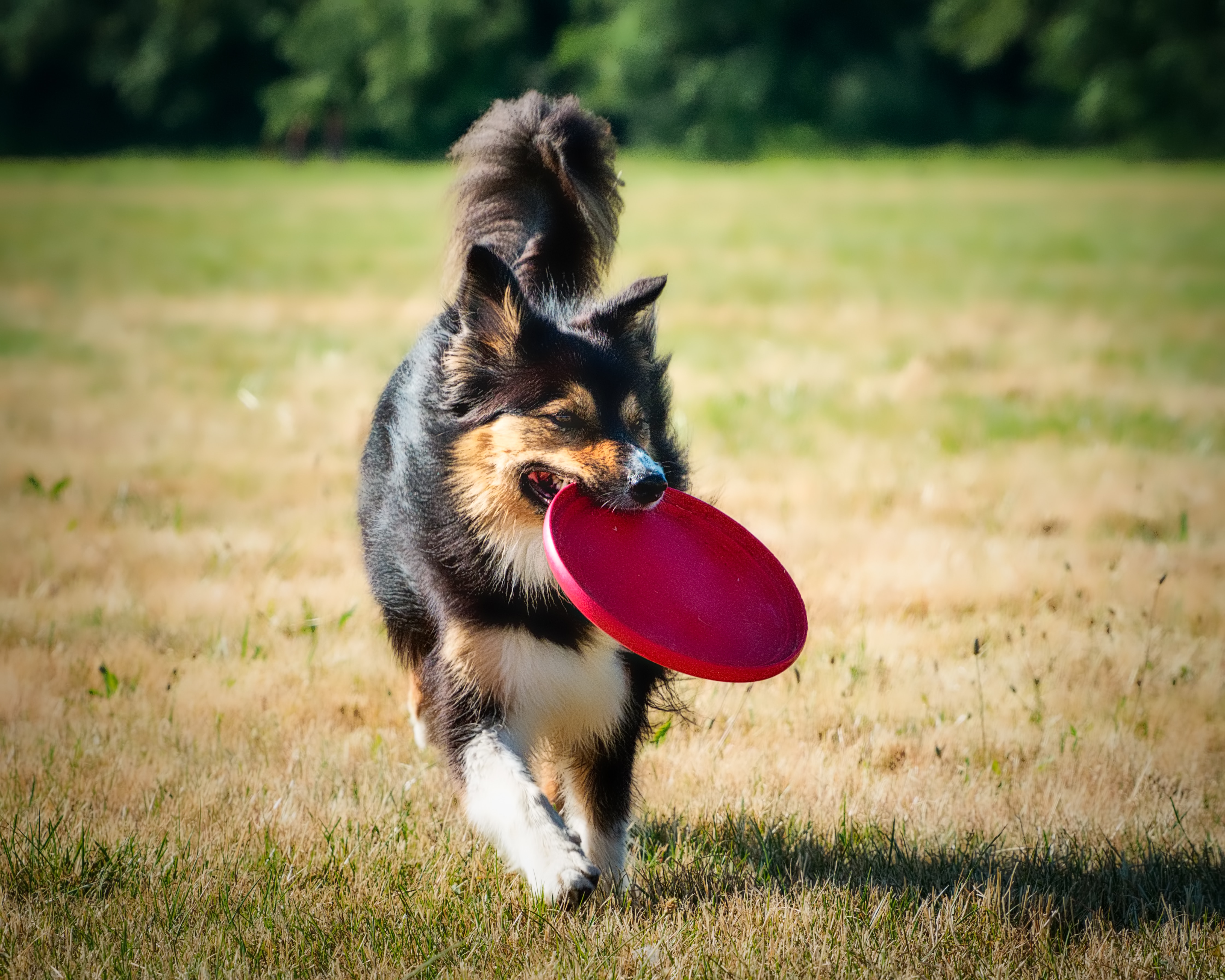 Dog playing fetch with a red frisbee in a sunny park, enjoying outdoor activity.