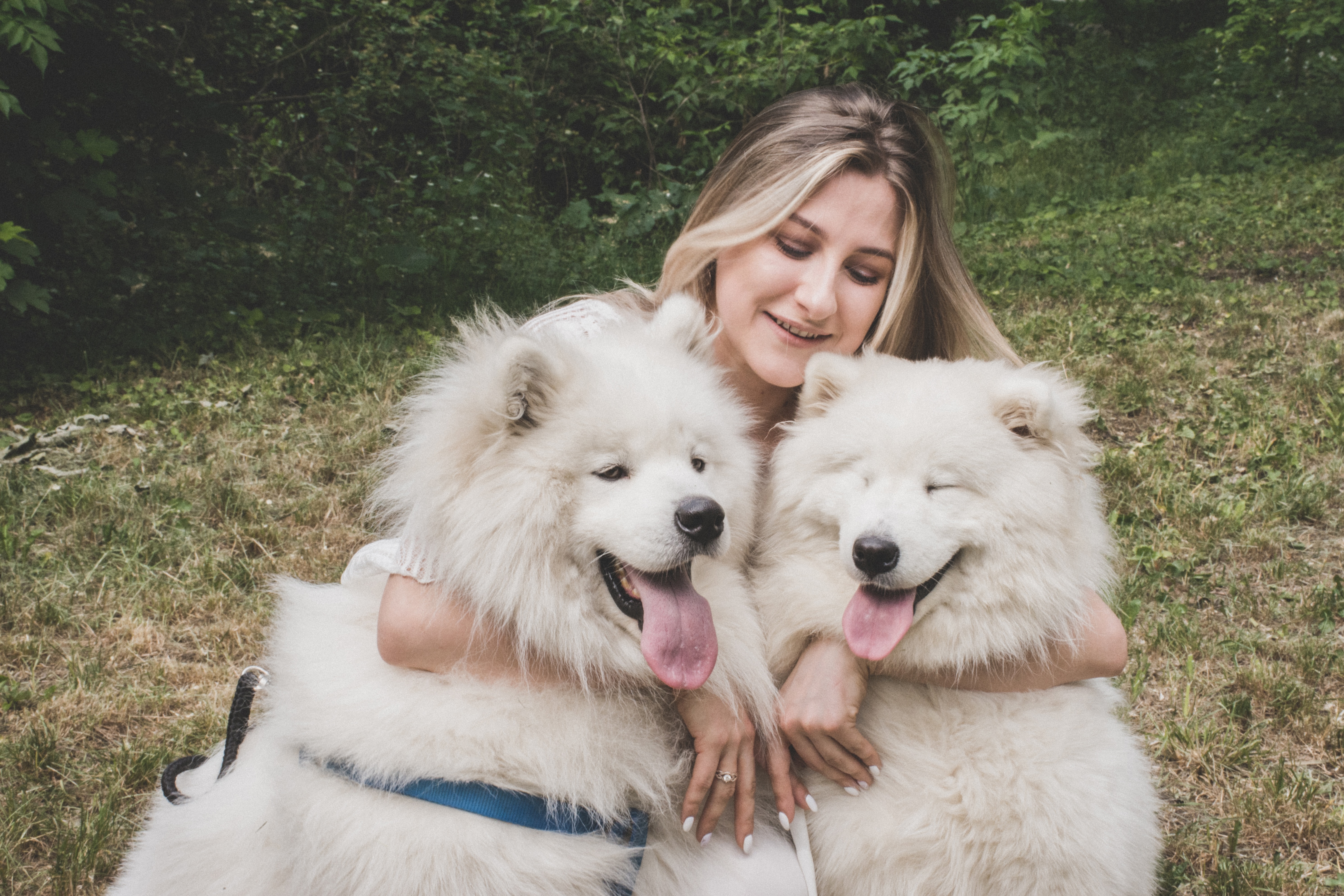 Person smiling with two fluffy white dogs, illustrating tips for helping two dogs get along.