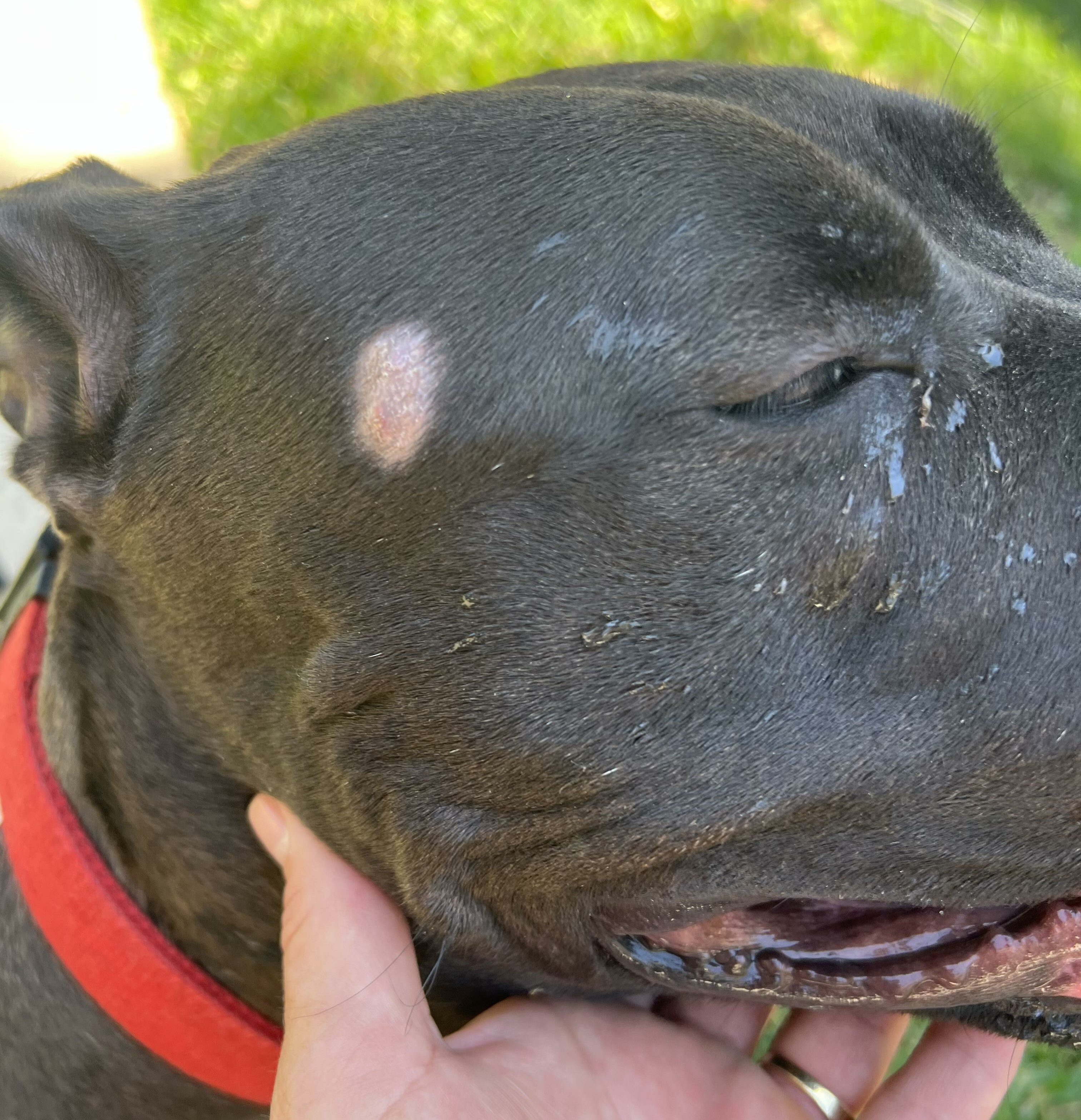 Dog with visible ringworm patch on its head, wearing a red collar outdoors.
