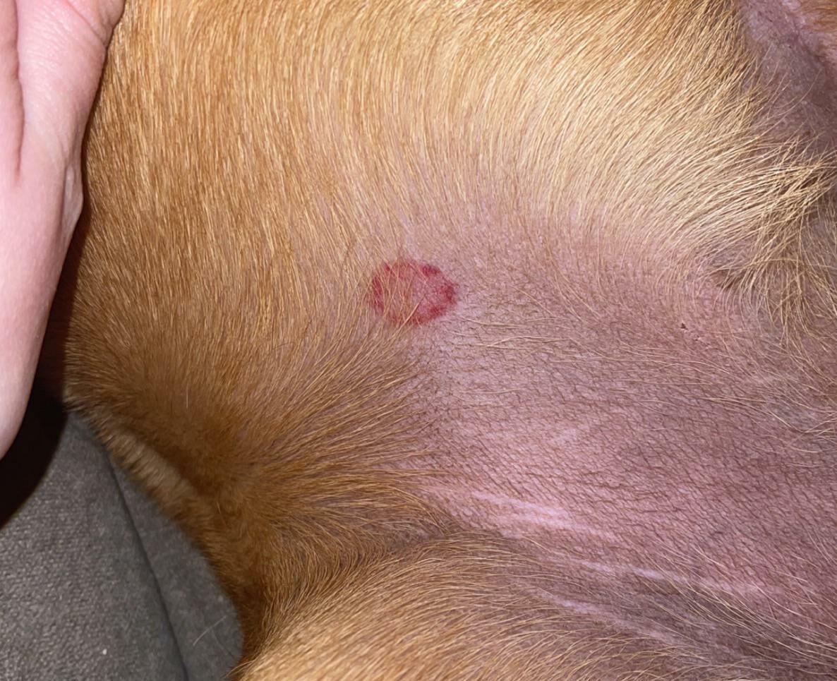 Close-up of a dog's skin with a red ringworm patch.