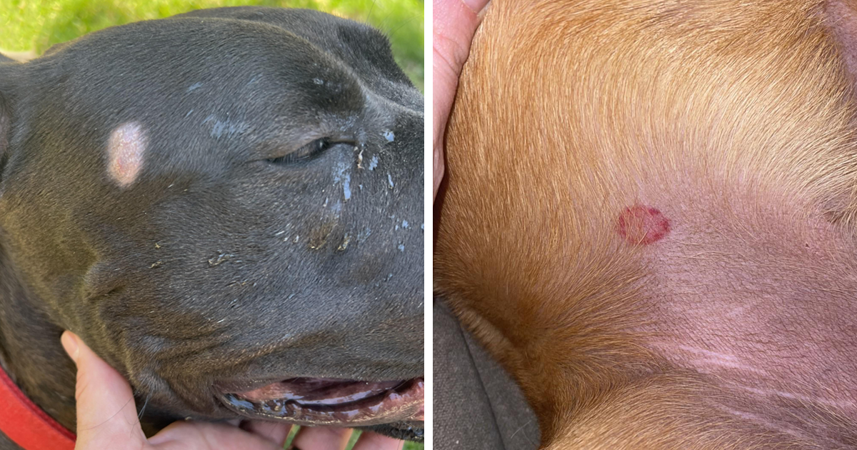 Nringworms How to Get Rid of Ringworms in Dogs | Bored Panda