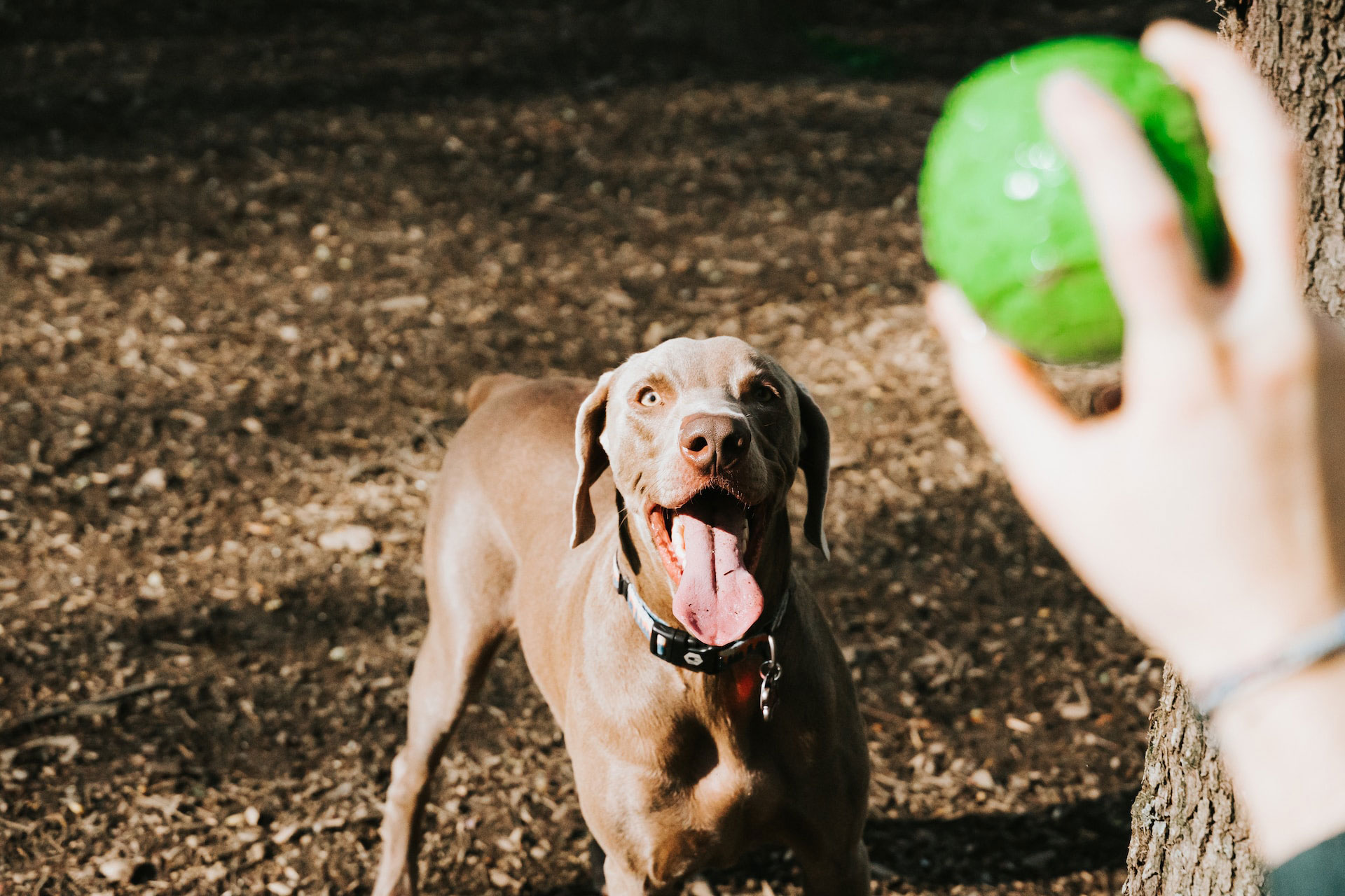 Dog eagerly waits for a green ball to show love through play.
