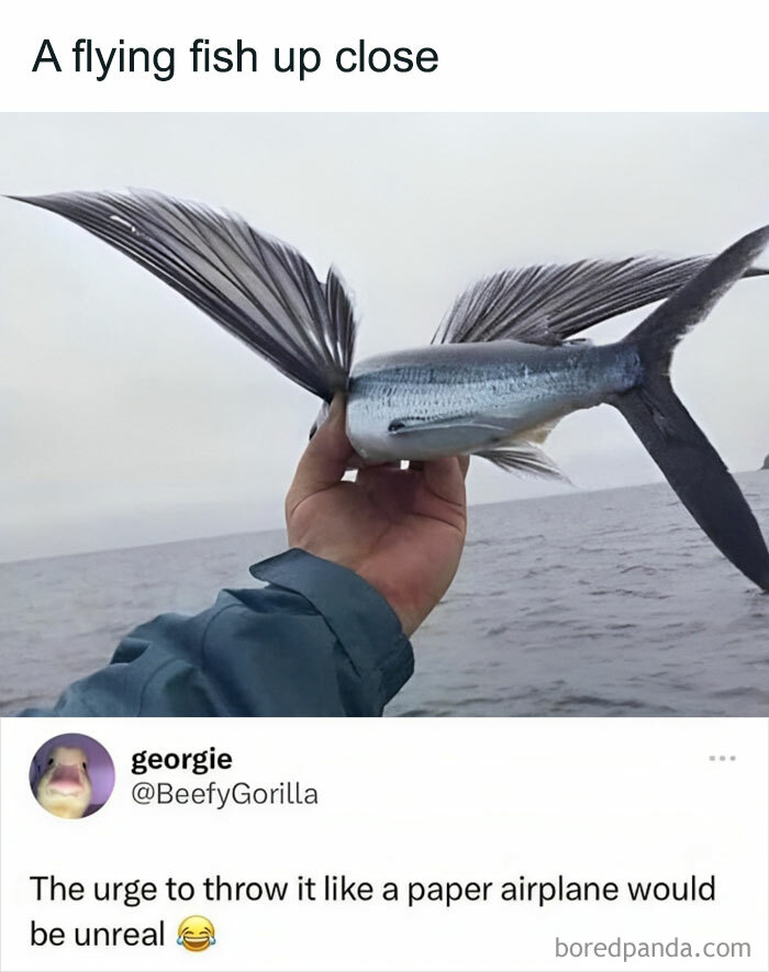 Humorous-Light-Science-Memes