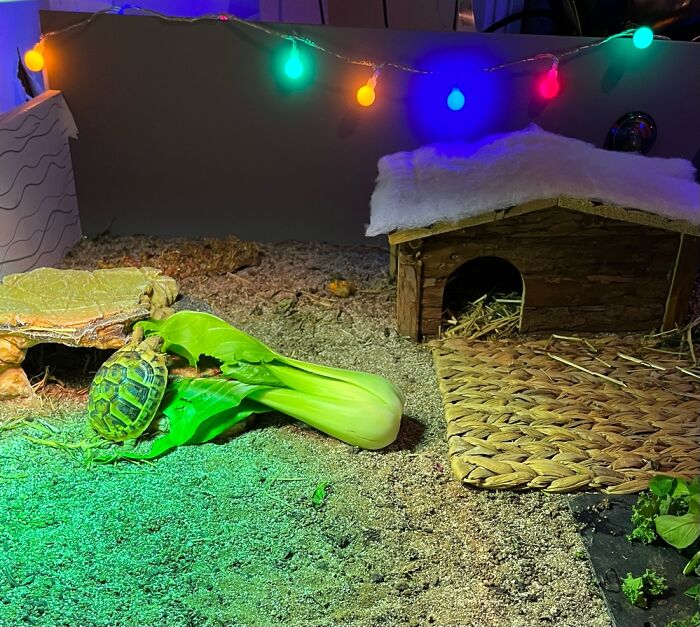 Hamish’s First Christmas With Us