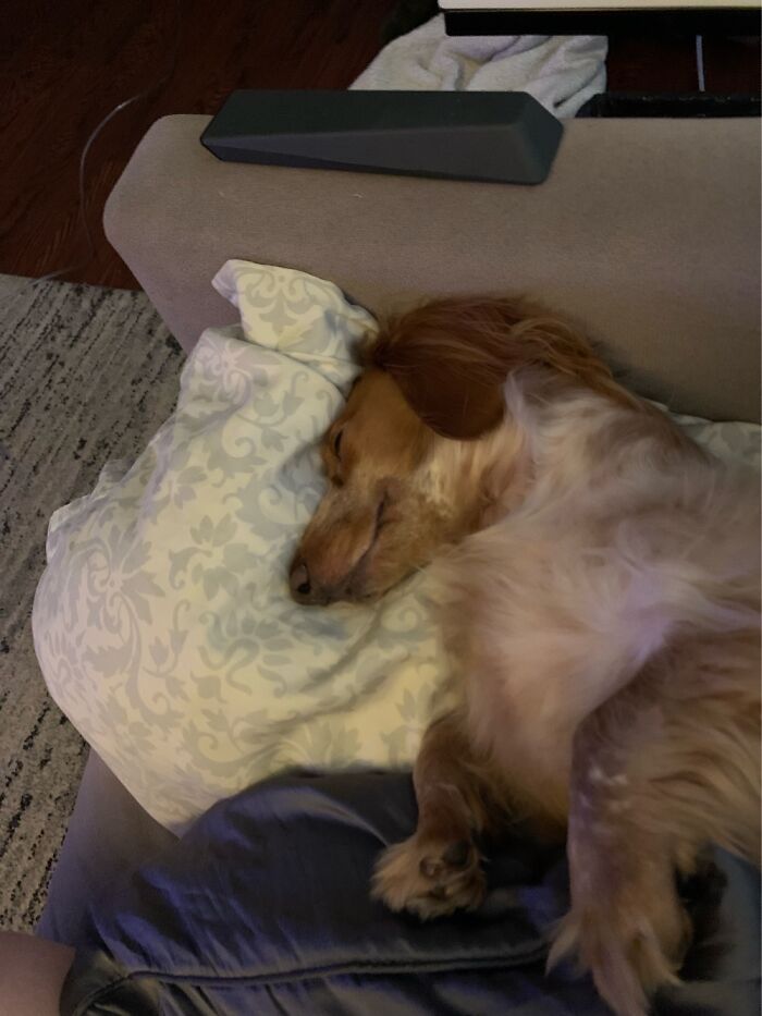 Lakoda Snoozing Away