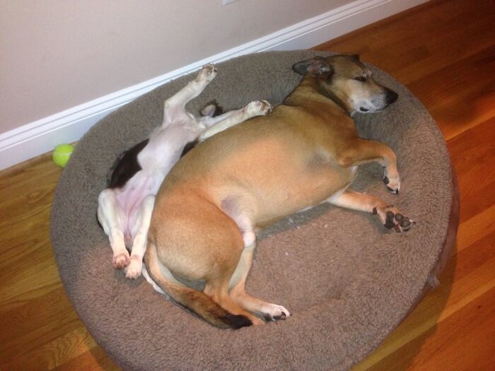 Our 8 Week Old Puppy With Our 7 Year Old Boy