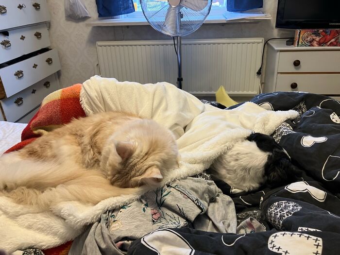 Puppy And Cat Sharing Blanket